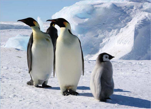 Удивительные способности пингвинов