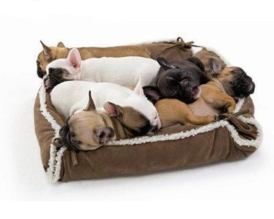 лежаки для собак