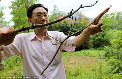 В Китае поймали огромного комара