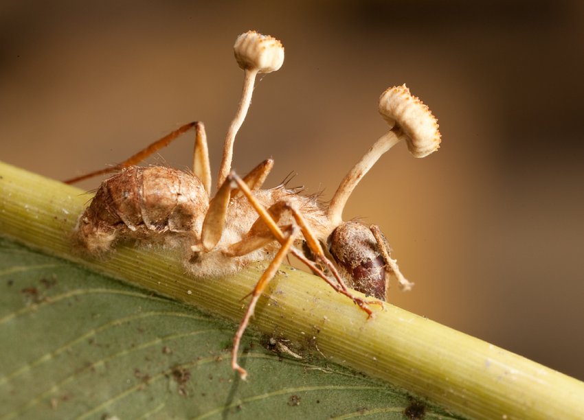 Ученые: Из-за климата паразиты меняют поведение муравьев-зомби