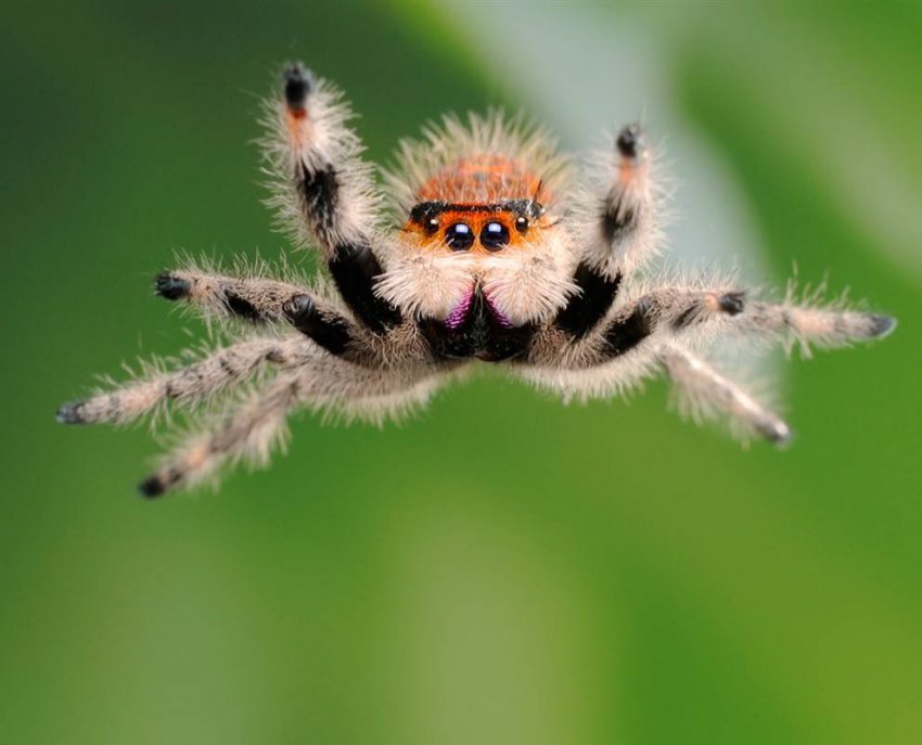Ученые обучили паука прыгать на разную высоту и расстояние