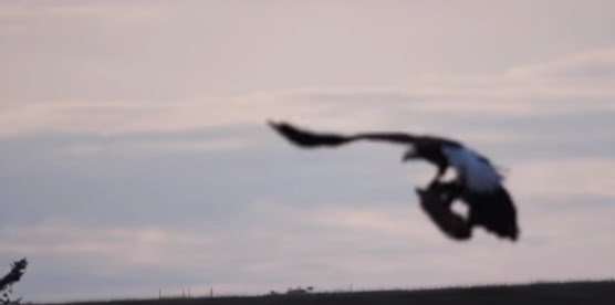 Схватка орлана и лисы за добычу попала на видео