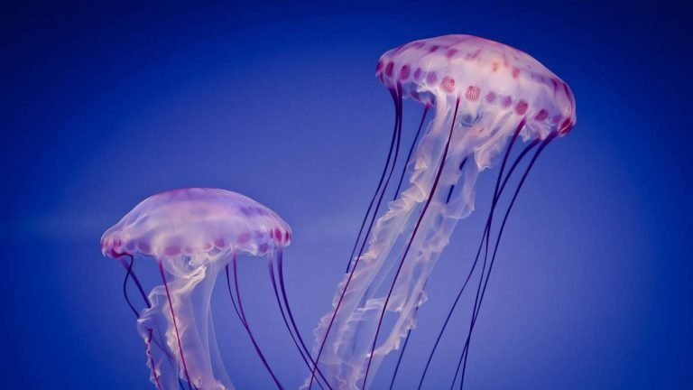 Датские ученые превратили медуз в чипсы