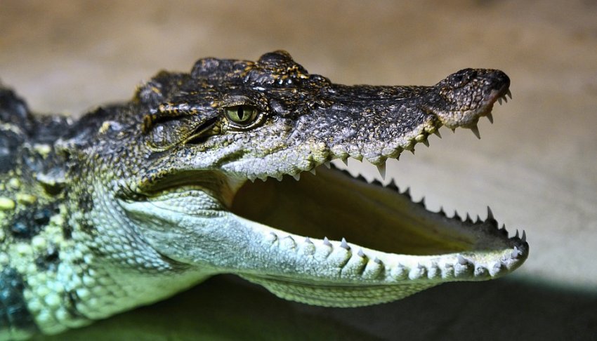 В Эфиопии крокодил съел священника во время массового крещения