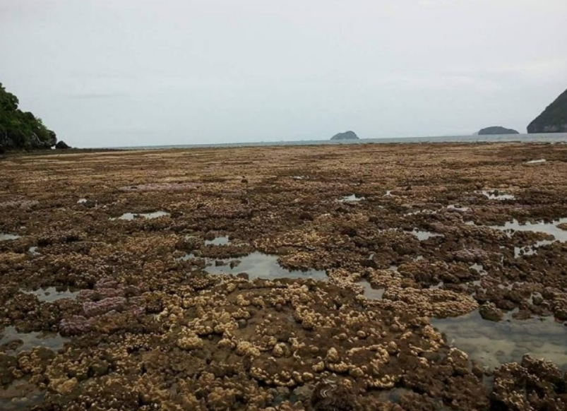 В Таиланде вода отошла от берега на два километра
