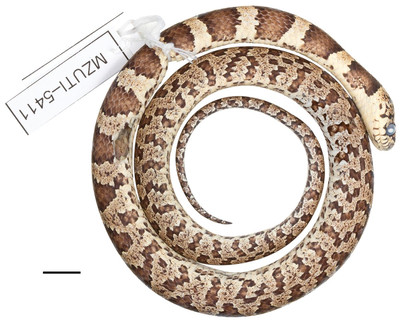Обнаружено пять новых видов змей, питающихся улитками