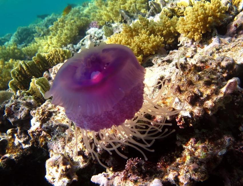 Ученые показали на видео процесс поедания медуз корралами