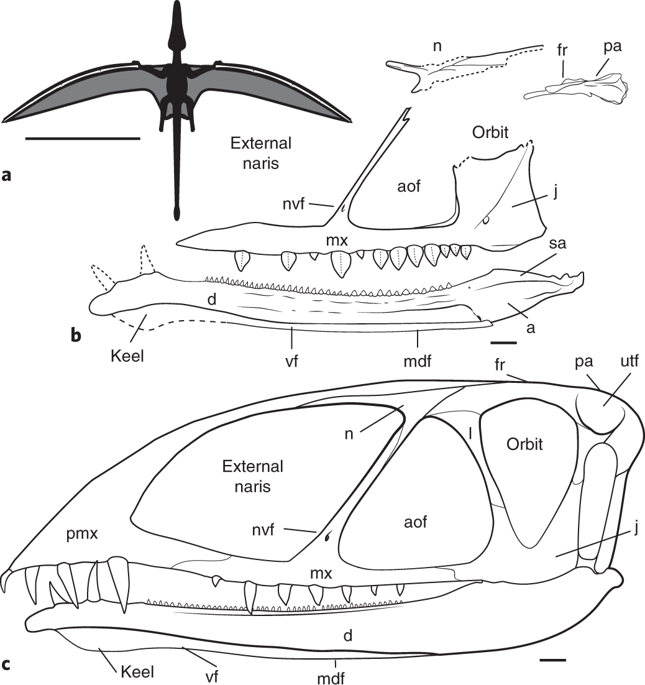 В США нашли кости древнейшего птерозавра-пеликана