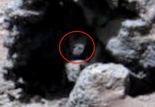 Уфолог нашел на снимках NASA притаившуюся вблизи марсохода рептилию