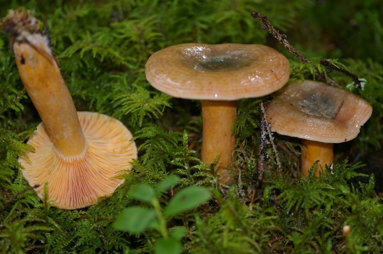Ученые назвали грибы, защищающие печень от ожирения