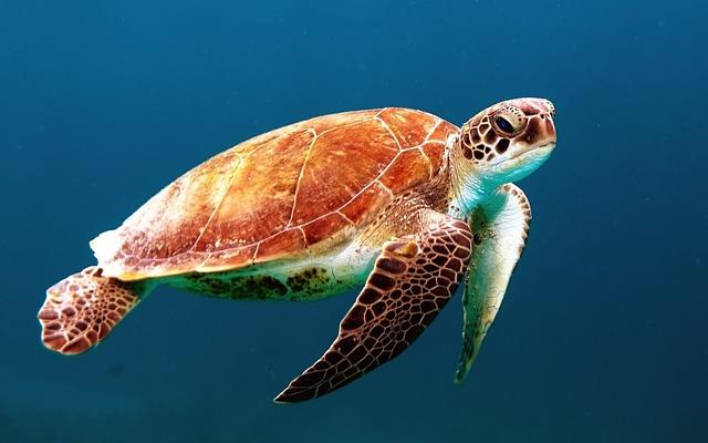 61% всех видов черепах находятся на грани вымирания