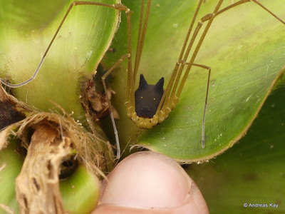 Необычного паука нашли в лесах Эквадора