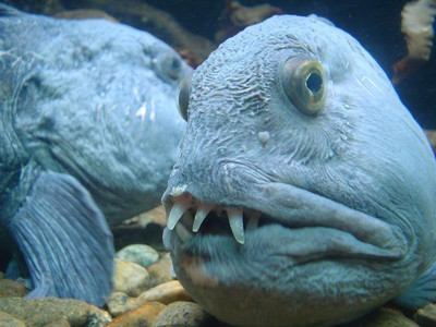 Кошмарная рыба с человеческим лицом