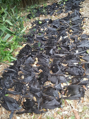 Тысячи мертвых летучих мышей свалились с неба на австралийку