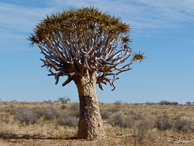 Самое большое дерево пустыни