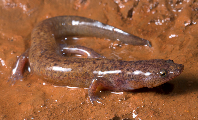 В США обнаружили самую крупную пещерную саламандру