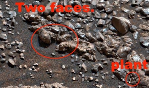 На Марсе обнаружены два чужеродных черепа и кактус