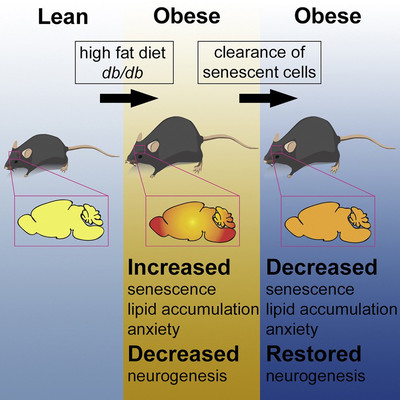 Удаление клеток-зомби у мышей помогло победить ожирение и тревогу