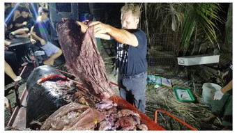 В желудке мертвого кита найдено 40 кг пластикового мусора