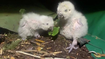 Вымирающие попугаи начали интенсивно размножаться