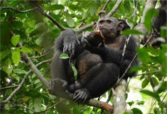 Шимпанзе научились разбивать панцири черепах