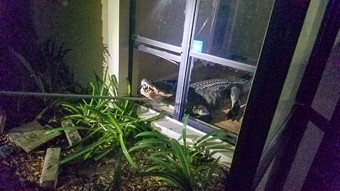 Во Флориде крокодил ворвался в жилой дом и уничтожил запасы вина