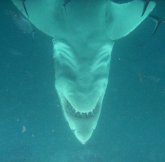 Как выглядит большая белая акула снизу?