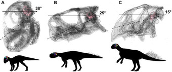 Палеонтологи выяснили, как развивался мозг динозавра