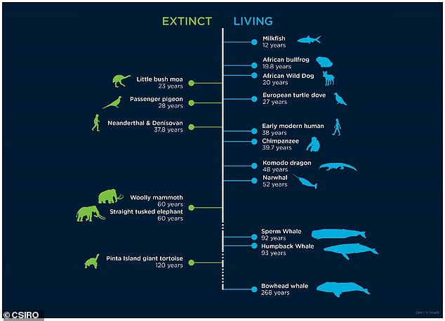 Гренландский кит может прожить 268 лет