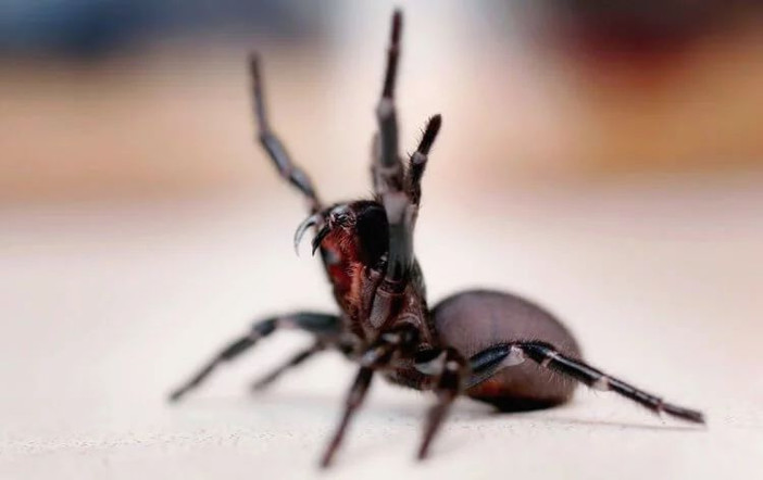 В Австралии скоро начнется нашествие самых опасных пауков в мире