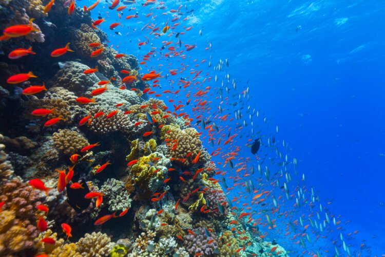 Кислотность воды в Мировом океане постепенно повышается. Как это влияет на животных?