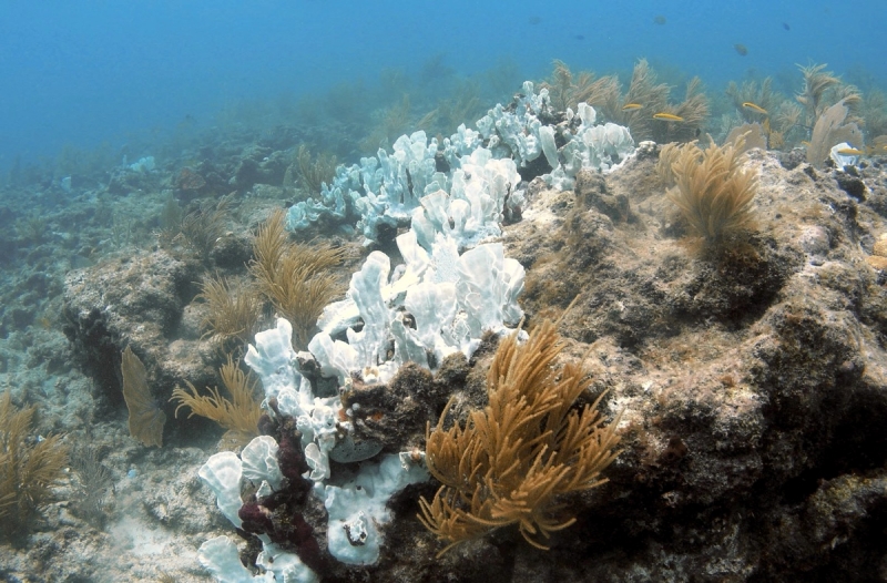 Коралловым рифам предсказали исчезновение к 2100 году 
