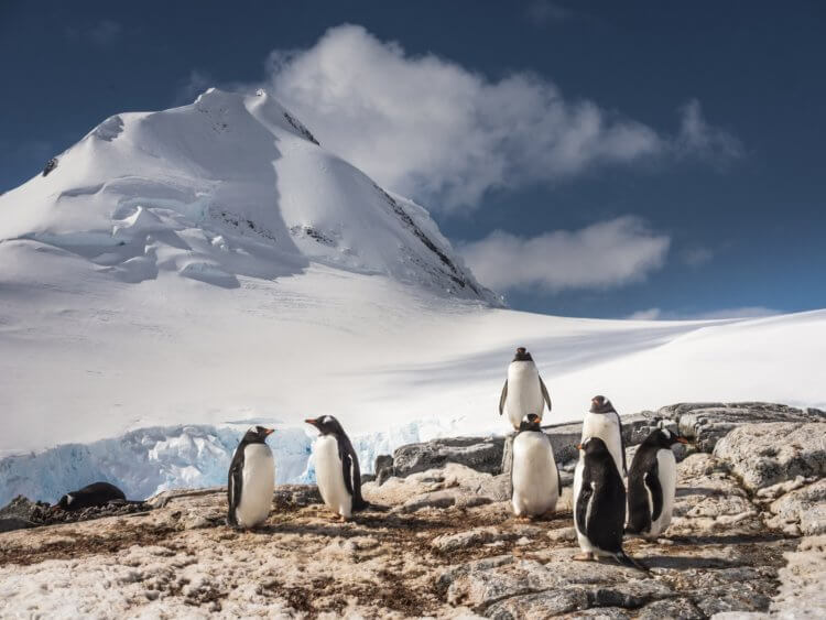 Пингвины издают звуки под водой и ученые не знают почему