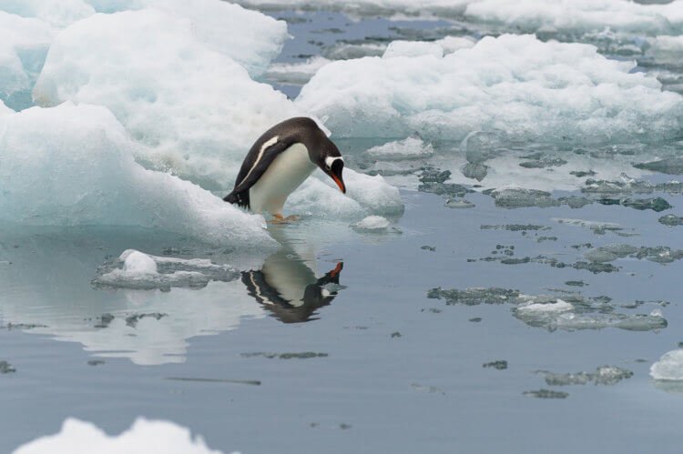 Пингвины издают звуки под водой и ученые не знают почему