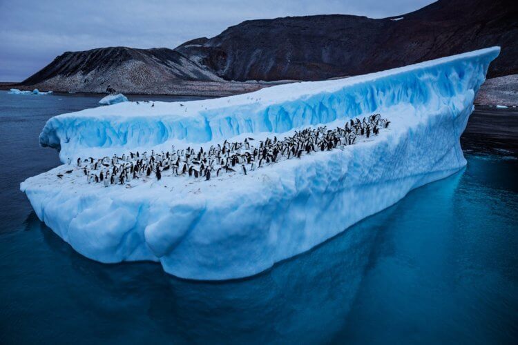 Сколько снега растаяло из-за рекордно высокой температуры в Антарктиде?
