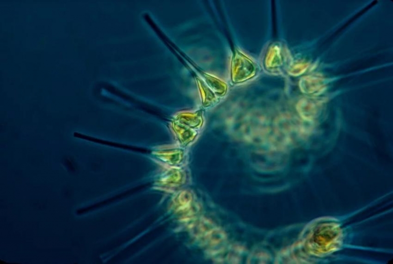 Ученые доказали, что зоопланктон и вирусы применяют “парадокс Паррондо” для продолжения рода