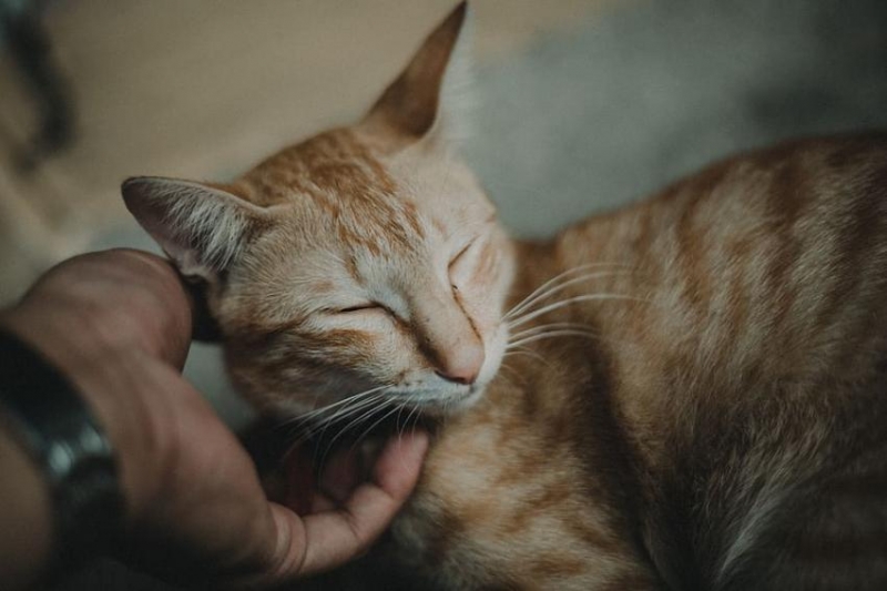 Ученые: Поглаживания кота снимут стресс его хозяину спустя 20 минут
