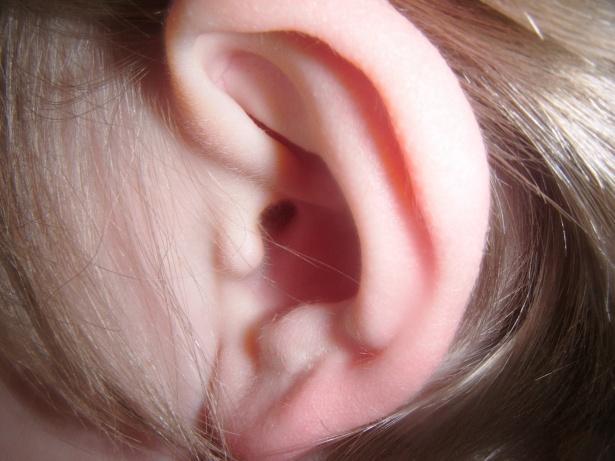 Учёные рассказали, как по ушам можно определить интеллект человека