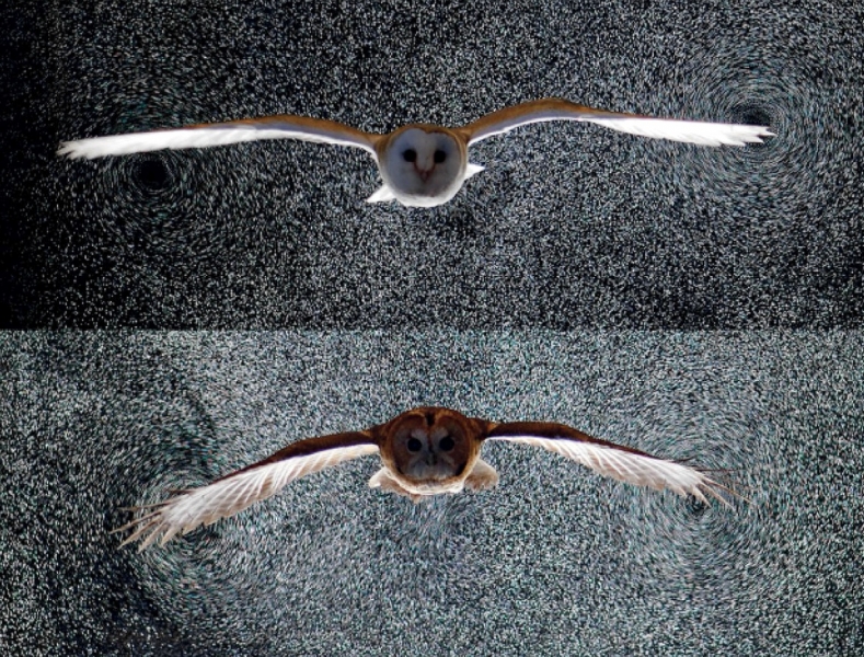 Уникальное исследование птичьего полета раскрыло неожиданную роль хвоста 