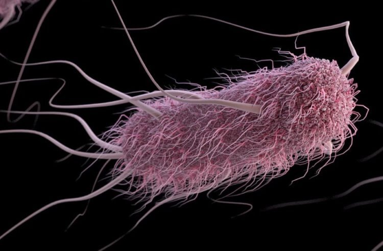 Бактерии способны останавливать свой рост, чтобы спастись от антибиотиков