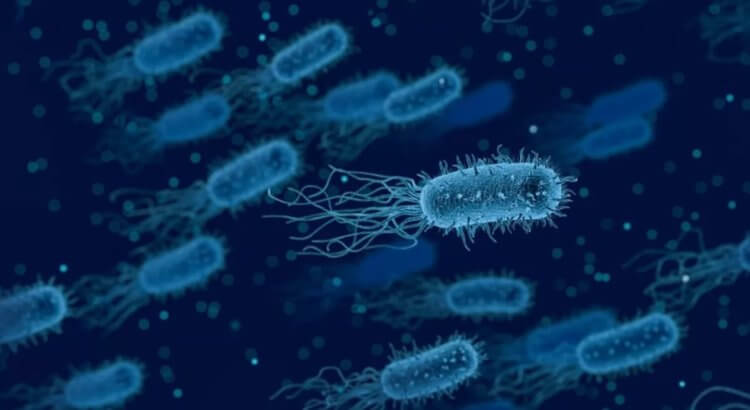 Бактерии способны останавливать свой рост, чтобы спастись от антибиотиков