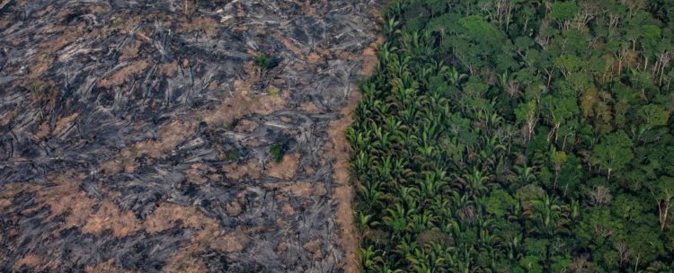 Через 50 лет леса Амазонки могут превратиться в пустыню