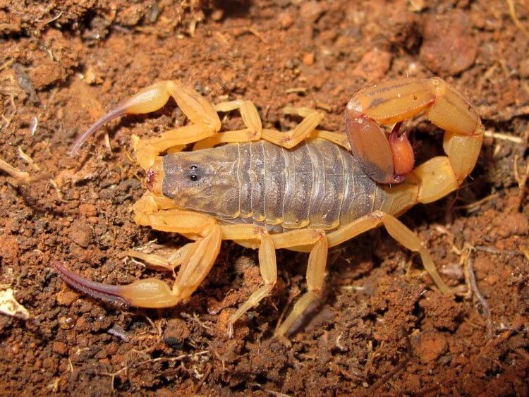 Это животное способно пережить укусы десяти скорпионов