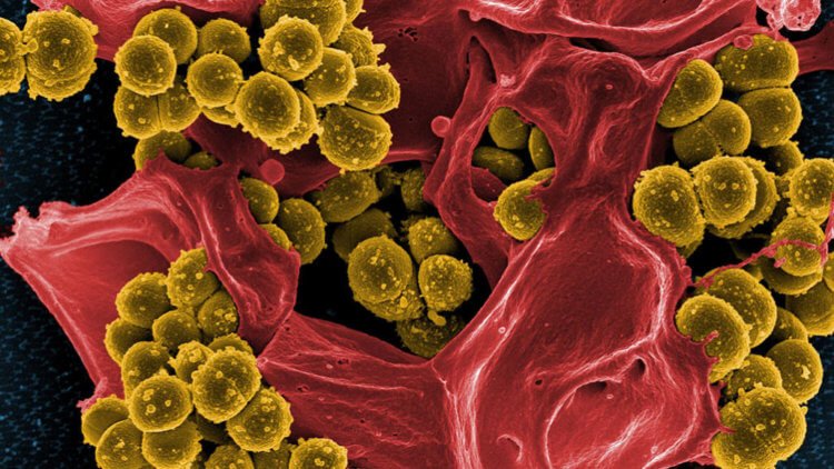 Микробы, замедленные одним антибиотиком, развивают устойчивость к другим
