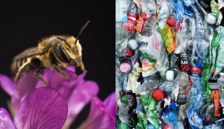Пчелы начали строить гнезда полностью из пластиковых отходов