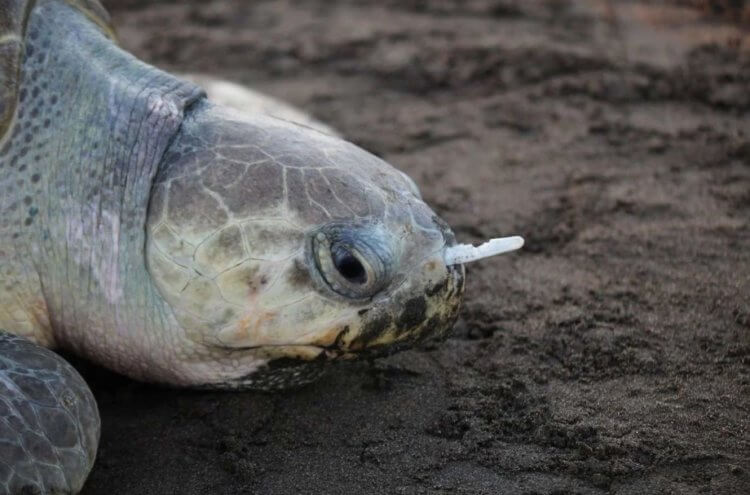 Почему черепахи едят пластиковый мусор?