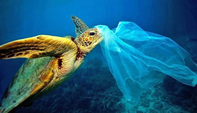 Почему черепахи едят пластиковый мусор?