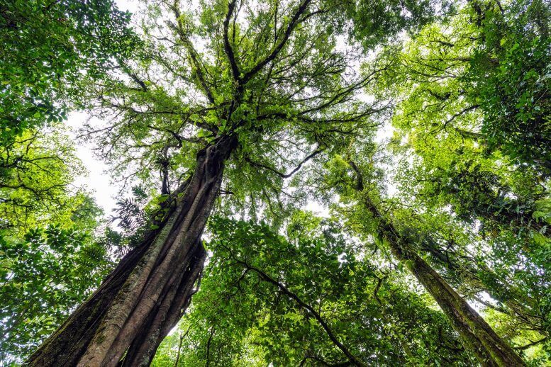 Сколько углерода могут поглощать тропические леса?