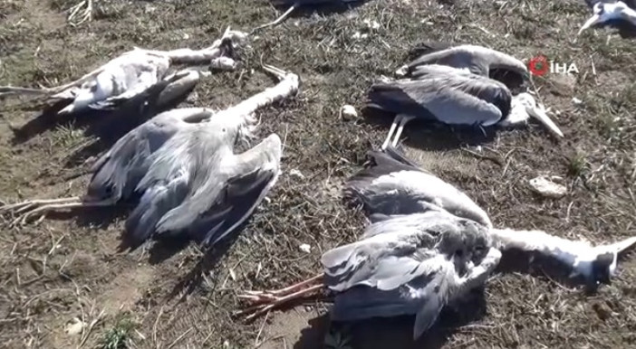 Страх охватил людей по всей Европе, когда тысячи птиц начали падать мертвыми с неба