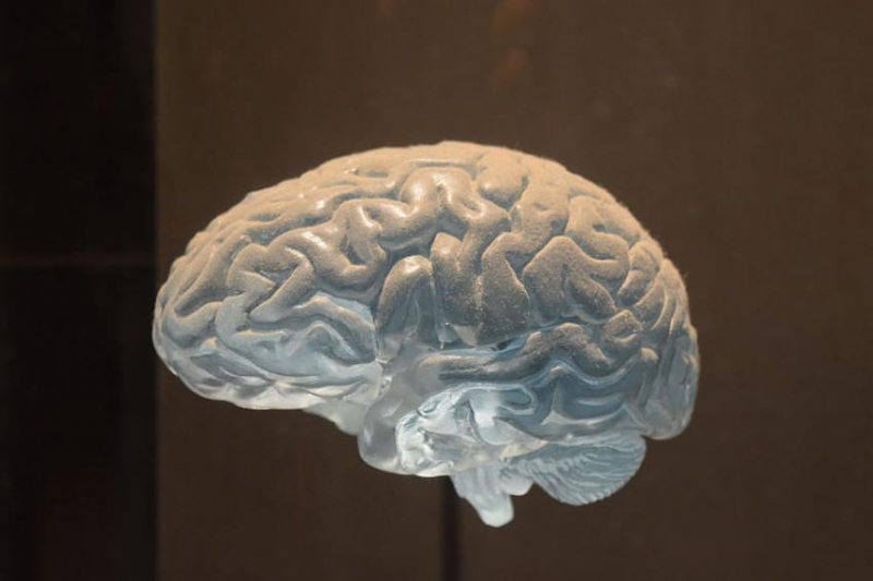 Ученые из США объяснили различия в активности полушарий мозга